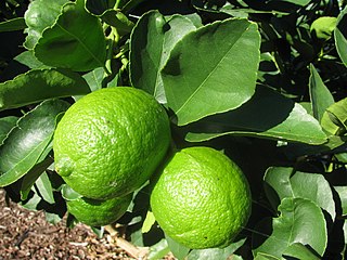 Persian lime.jpg